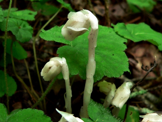 {Monotropa uniflora}